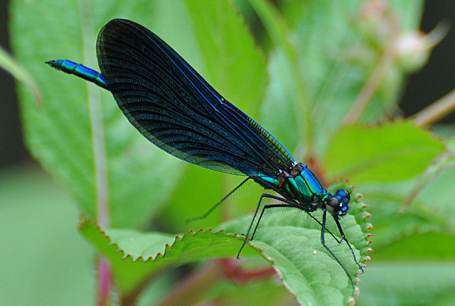 Male beautiful demoiselle (Mick Lobb)